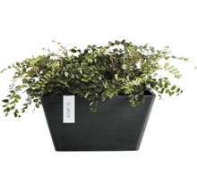 Krukväxt med gröna blad i svart planteringskärl