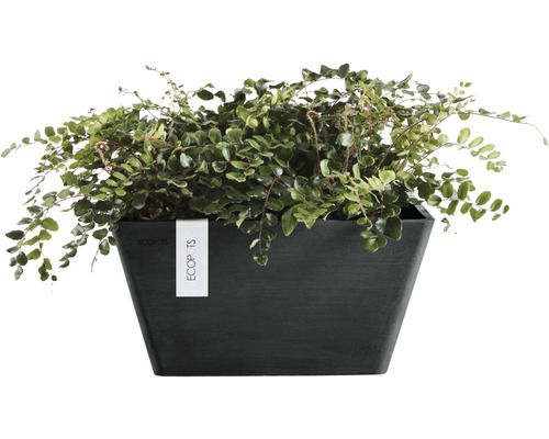 Krukväxt med gröna blad i svart planteringskärl