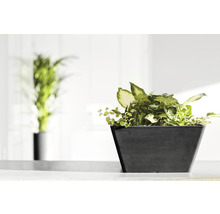 Blomkruka ECOPOTS 31x31x15,5cm mörkgrå