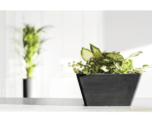 Interiörbild av en växt i en planteringslåda