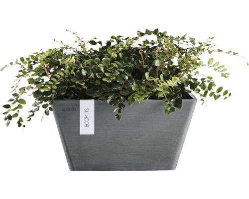 Ecopots fyrkantig blomkruka med växt