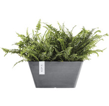 Nephrolepis buske i kruka