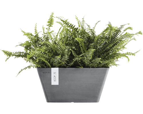 Nephrolepis buske i kruka