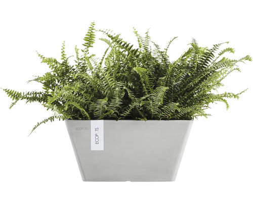 Grön ormbunke i en rektangulär blomkruka