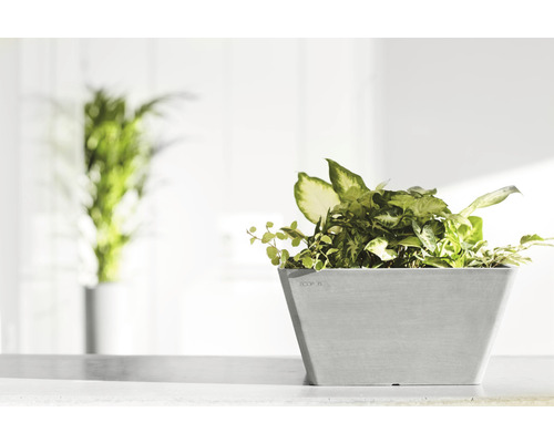 Fyrkantig blomkruka med gröna växter på en ljus yta