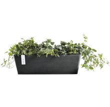 Rektangulär blomlåda med murgröna