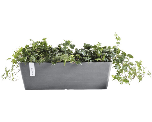 Grå blomlåda med murgröna