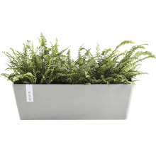 Rektangulär planteringslåda med ormbunke