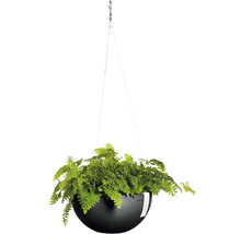 Hängande ampel med ormbunke