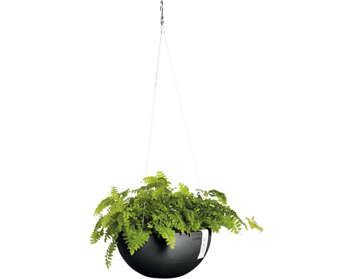 Hängande ampel med ormbunke