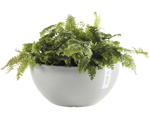 Grön ormbunke i en grå kruka