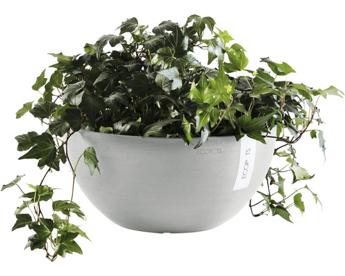 Ecopots hängande kruka med murgröna