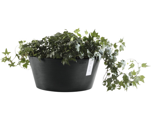 Murgröna i en blomkruka