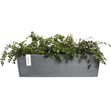 Rektangulär blomlåda i plast med gröna växter