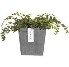 Inomhusväxt i en grå blomkruka av märket Ecopots