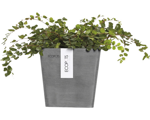 Inomhusväxt i en grå blomkruka av märket Ecopots