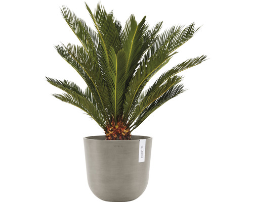 Kottepalm i kruka