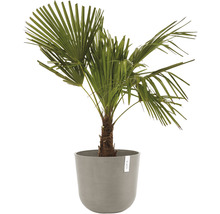 Hampa palm i kruka