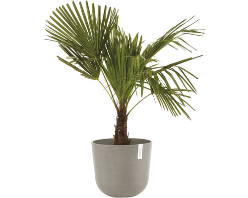 Hampa palm i kruka