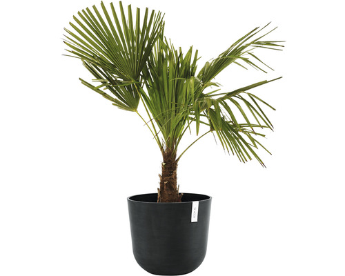 Hampa palm i kruka