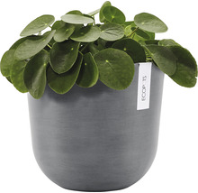 Pilea peperomioides i kruka