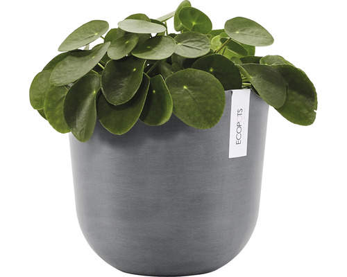 Pilea peperomioides i kruka