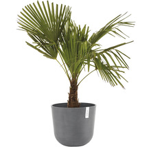 Hampa palm i kruka