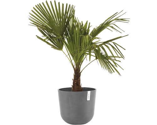 Hampa palm i kruka