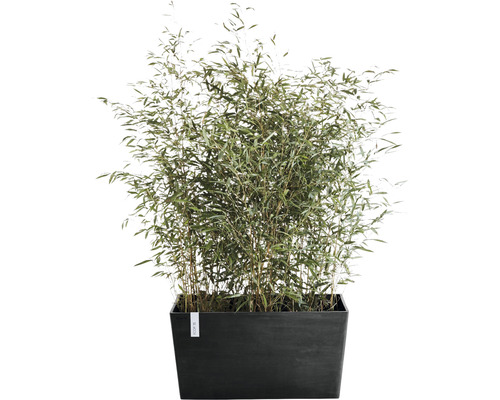 Bambu i planteringskärl