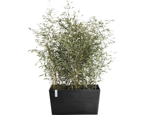 Bambuplant i rektangulär planteringslåda