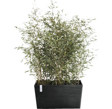 Blomkruka ECOPOTS Paris 80x38x40cm mörkgrå