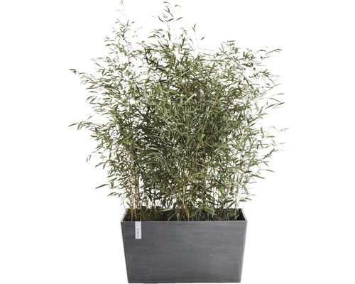 Bambu växt i rektangulär planteringslåda