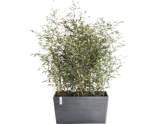 Bambu i planteringslåda