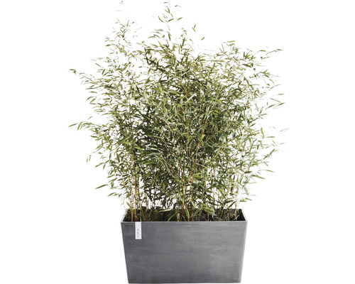 Bambu i rektangulär planteringslåda