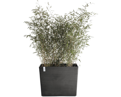 Bambu i rektangulär planteringslåda för utomhusbruk