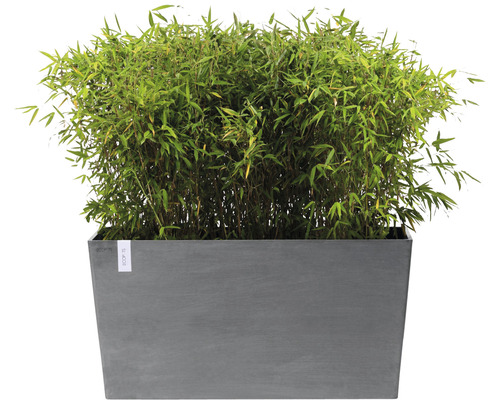 Bambuplanter i en rektangulär planteringslåda