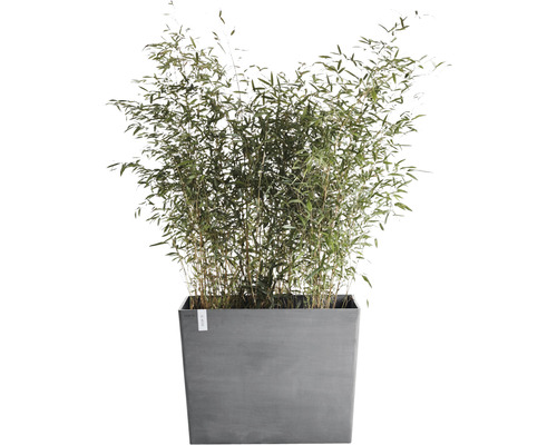 Bambu i planteringskärl