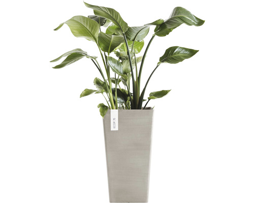 Strelitzia i kruka för inomhusbruk