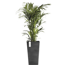 Arecapalm i kruka