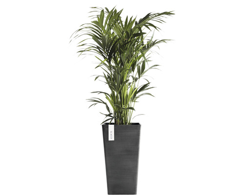 Arecapalm i kruka