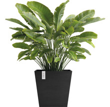 Strelitzia i svart planteringskärl