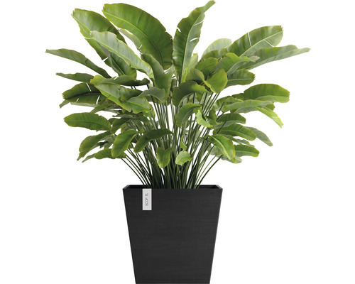 Strelitzia i svart planteringskärl