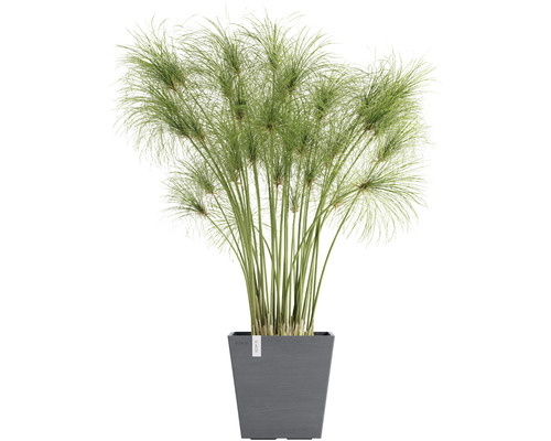 Papyrus i en grå blomkruka