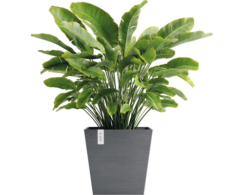 Strelitzia i kruka