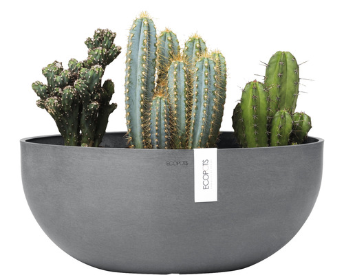 Dekorativa kaktusar i grå planteringskärl.