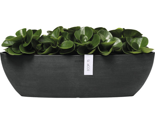 Blomkruka med växt och Ecopots logotyp