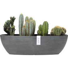 Dekorativ planteringslåda med olika kaktusarter