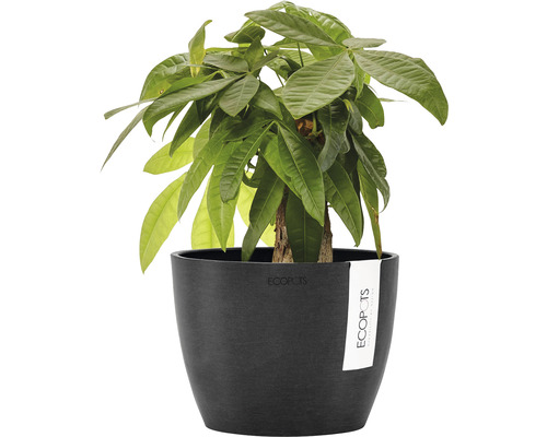 Lyckokastanj i planteringskärl