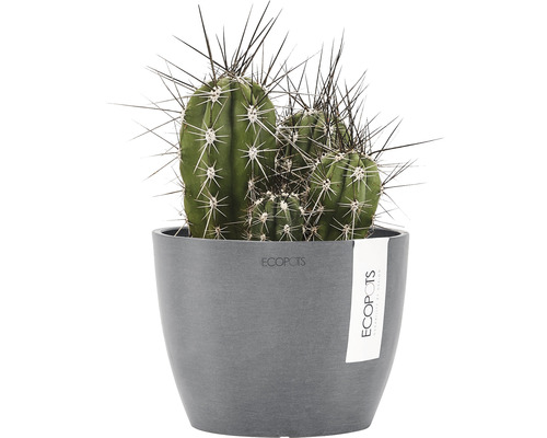 Kaktus i grå blomkruka