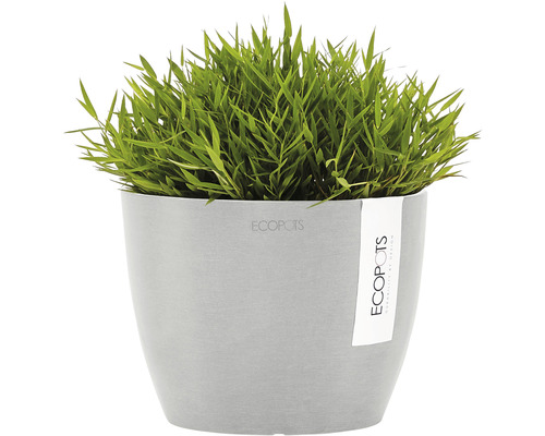 Gräs i blomkruka